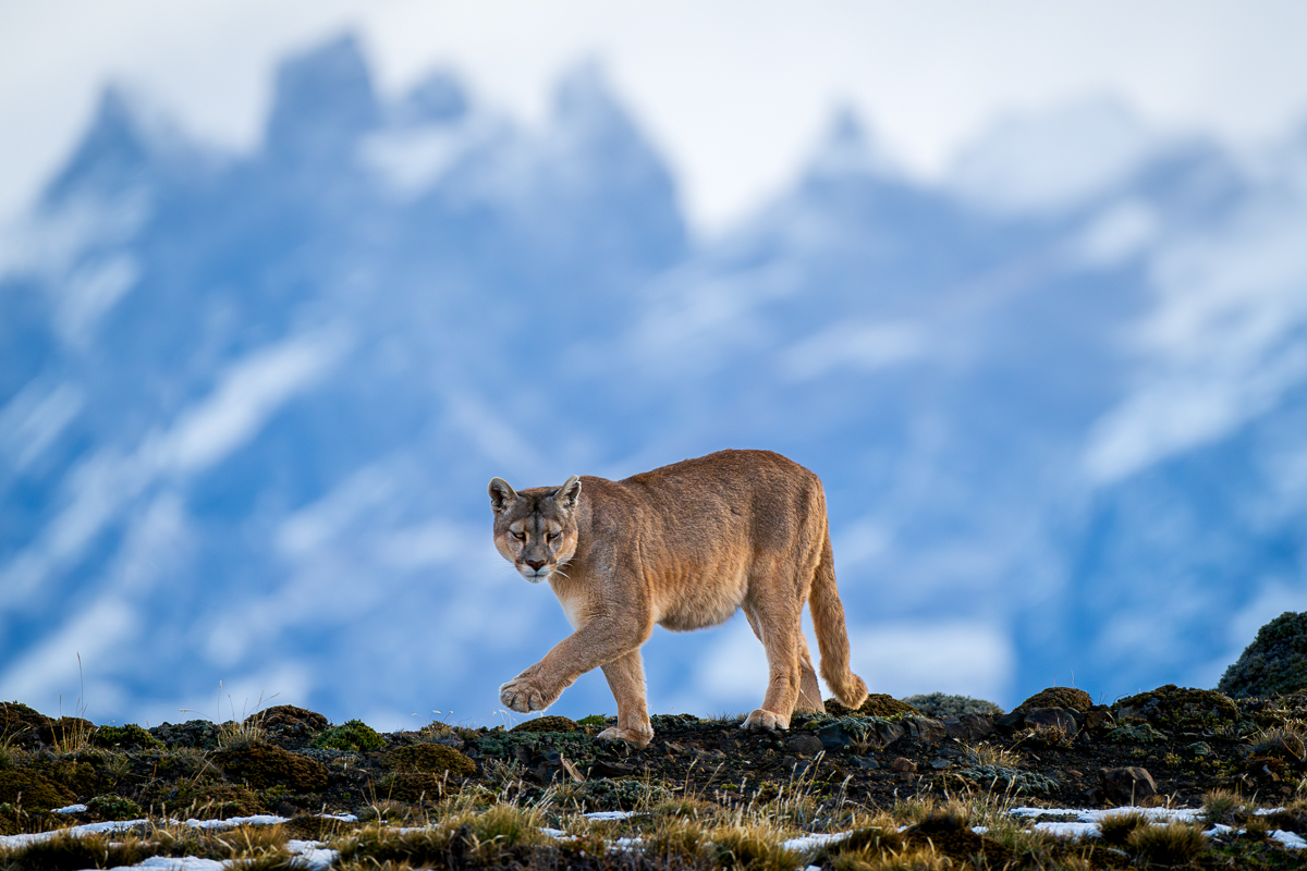 Patagonia