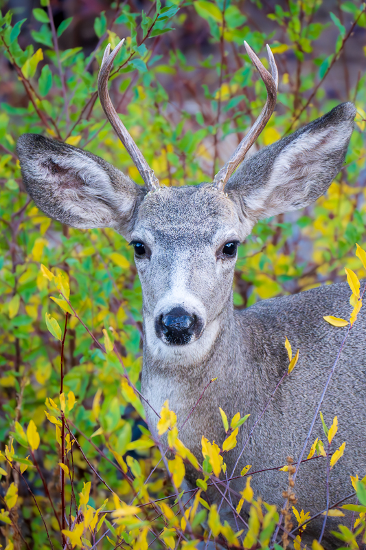 Backyard Buck - September