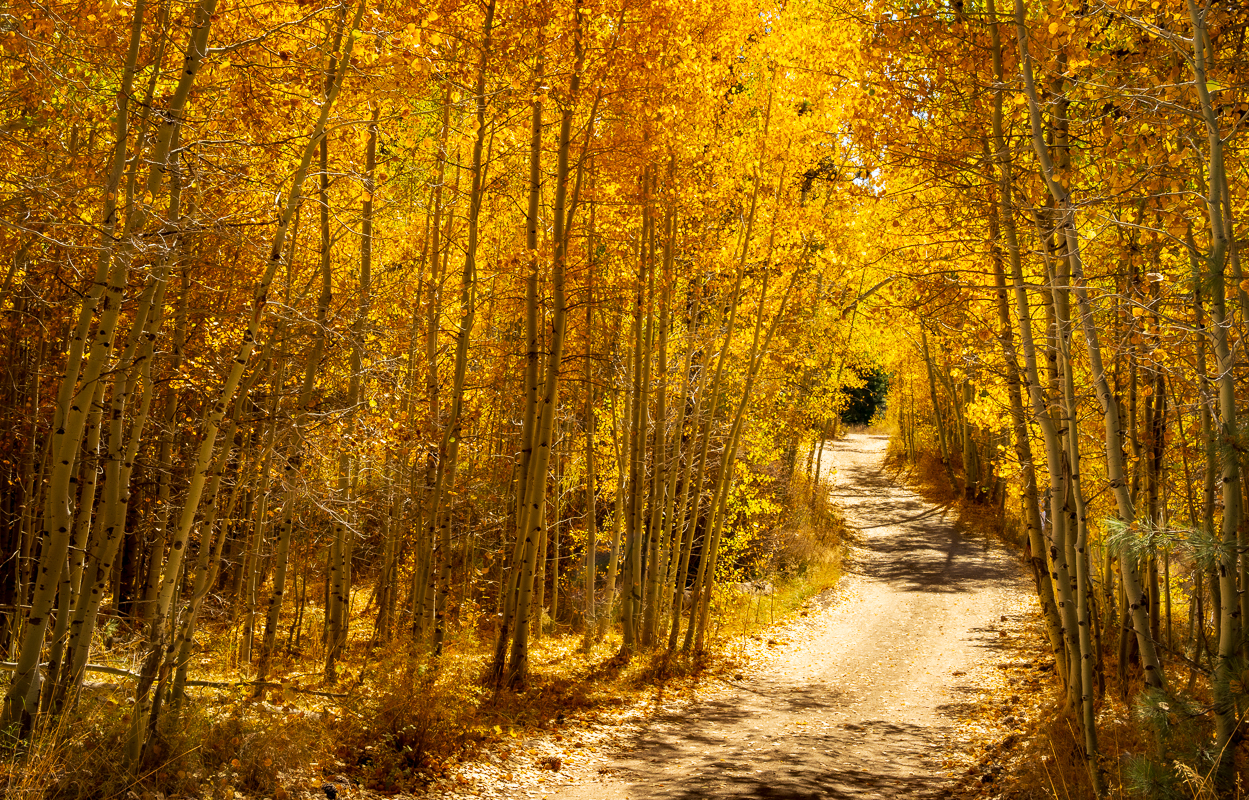 Yellow Fall - Marlette Lake