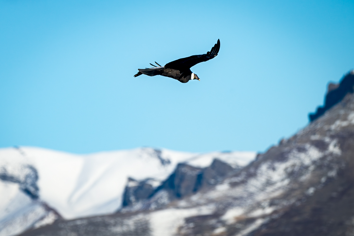 Condor Flying Overhead