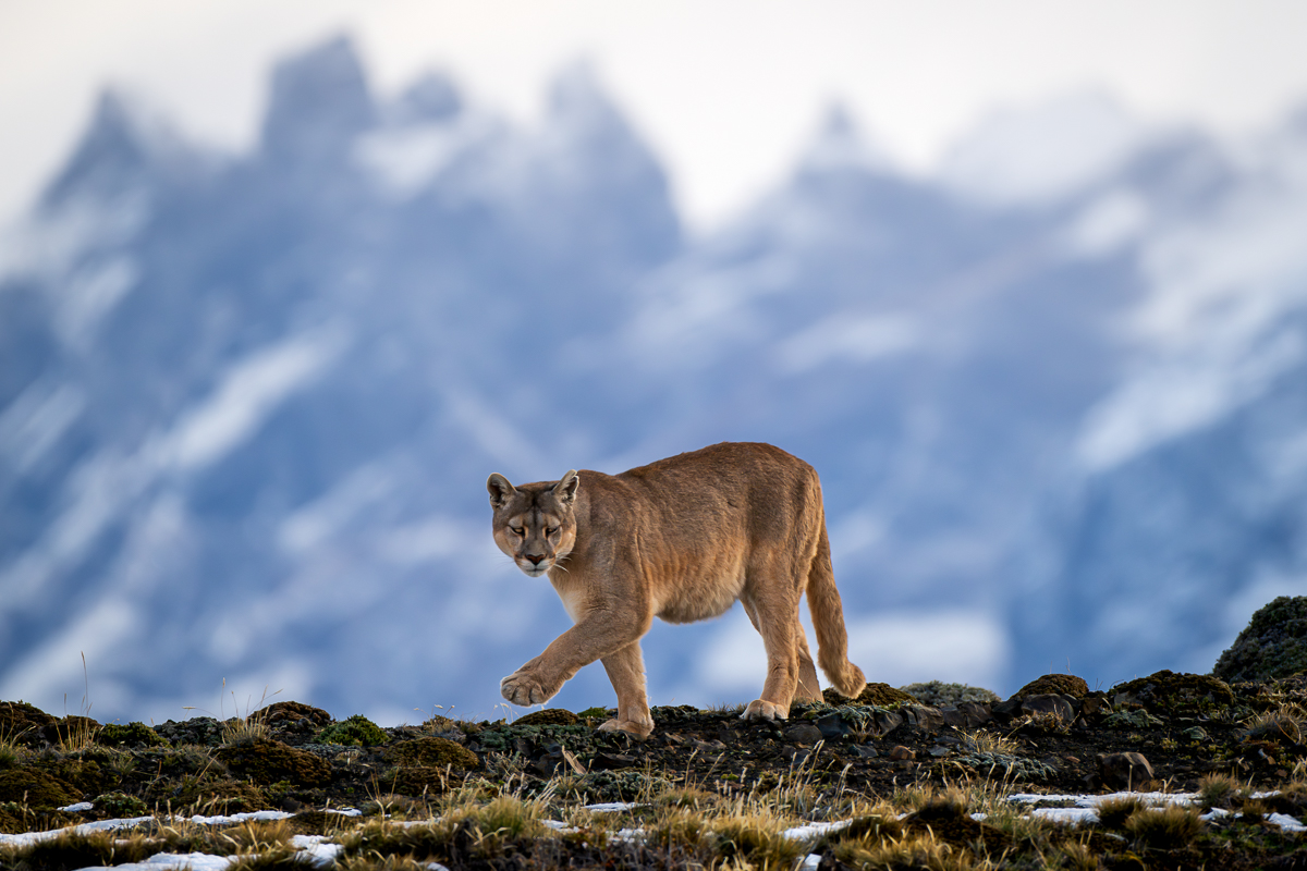 Patagonia