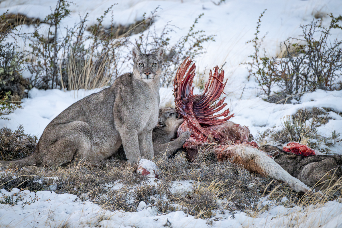 Escarcha and Her Cubs