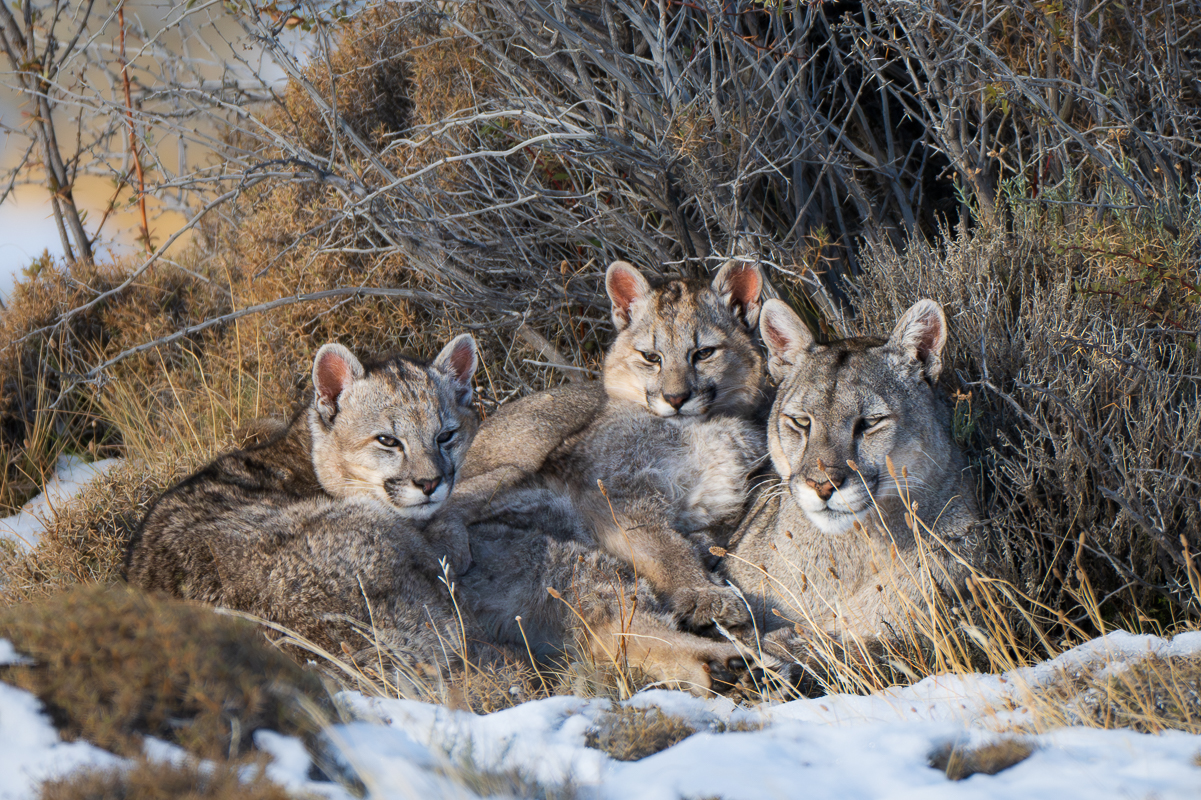 Escarcha and Her Cubs