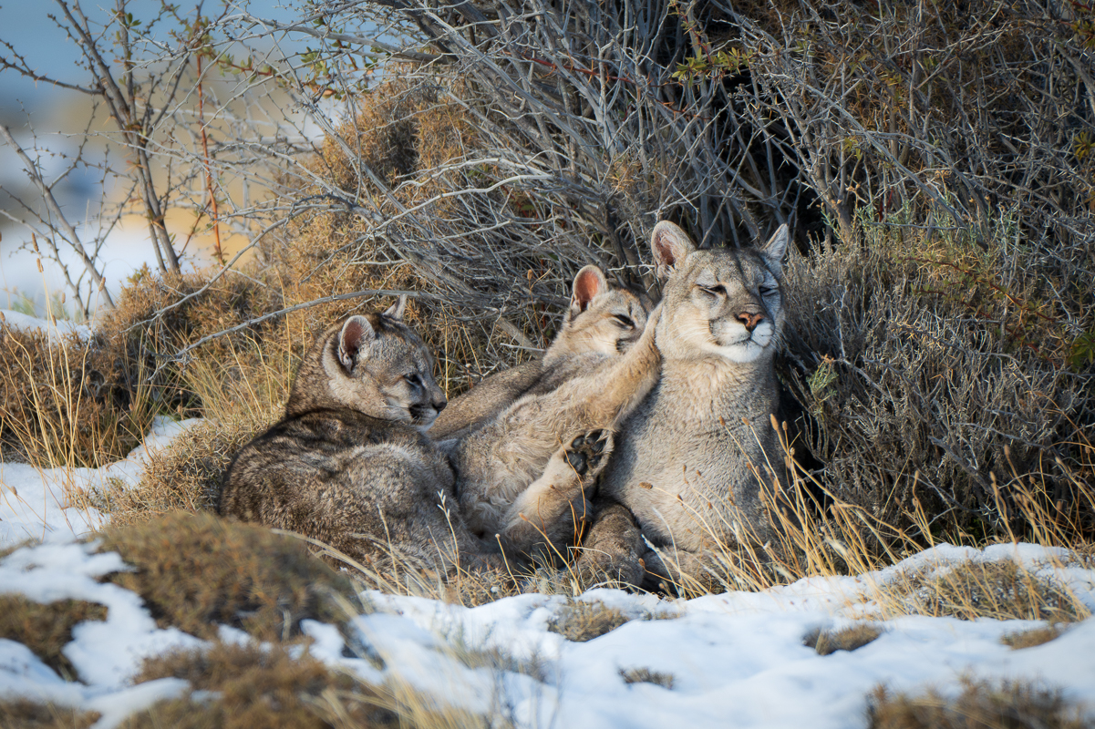 Escarcha and Her Cubs