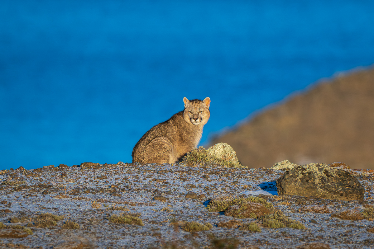 Escarcha's Cub