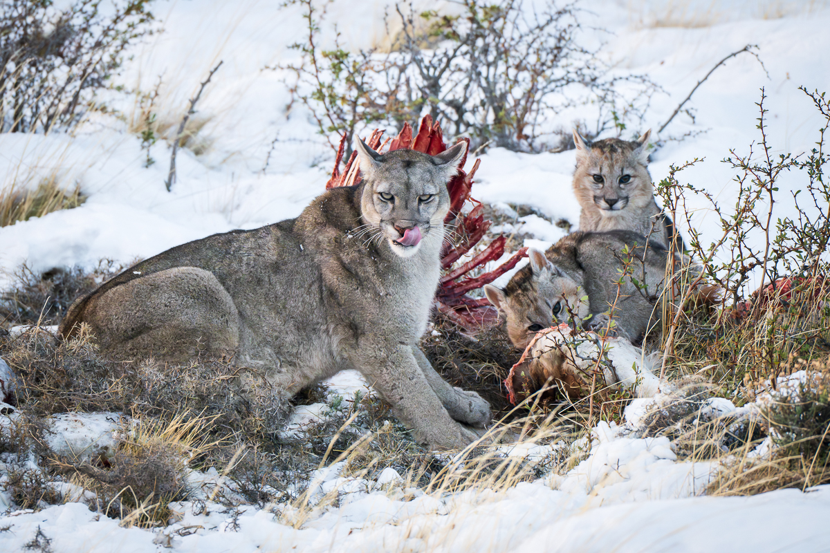 Escarcha and a Carcass