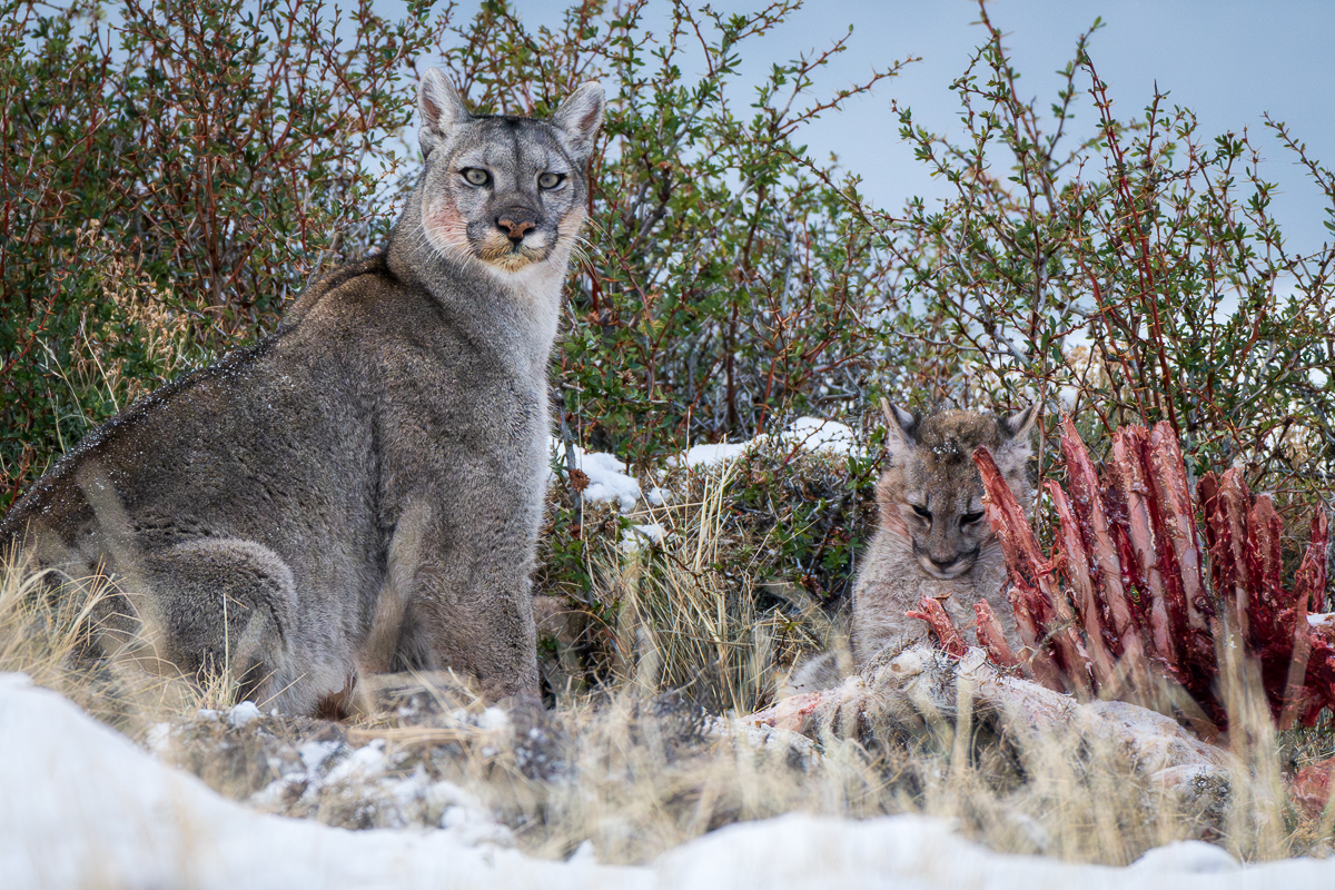 Escarcha and Her Cubs