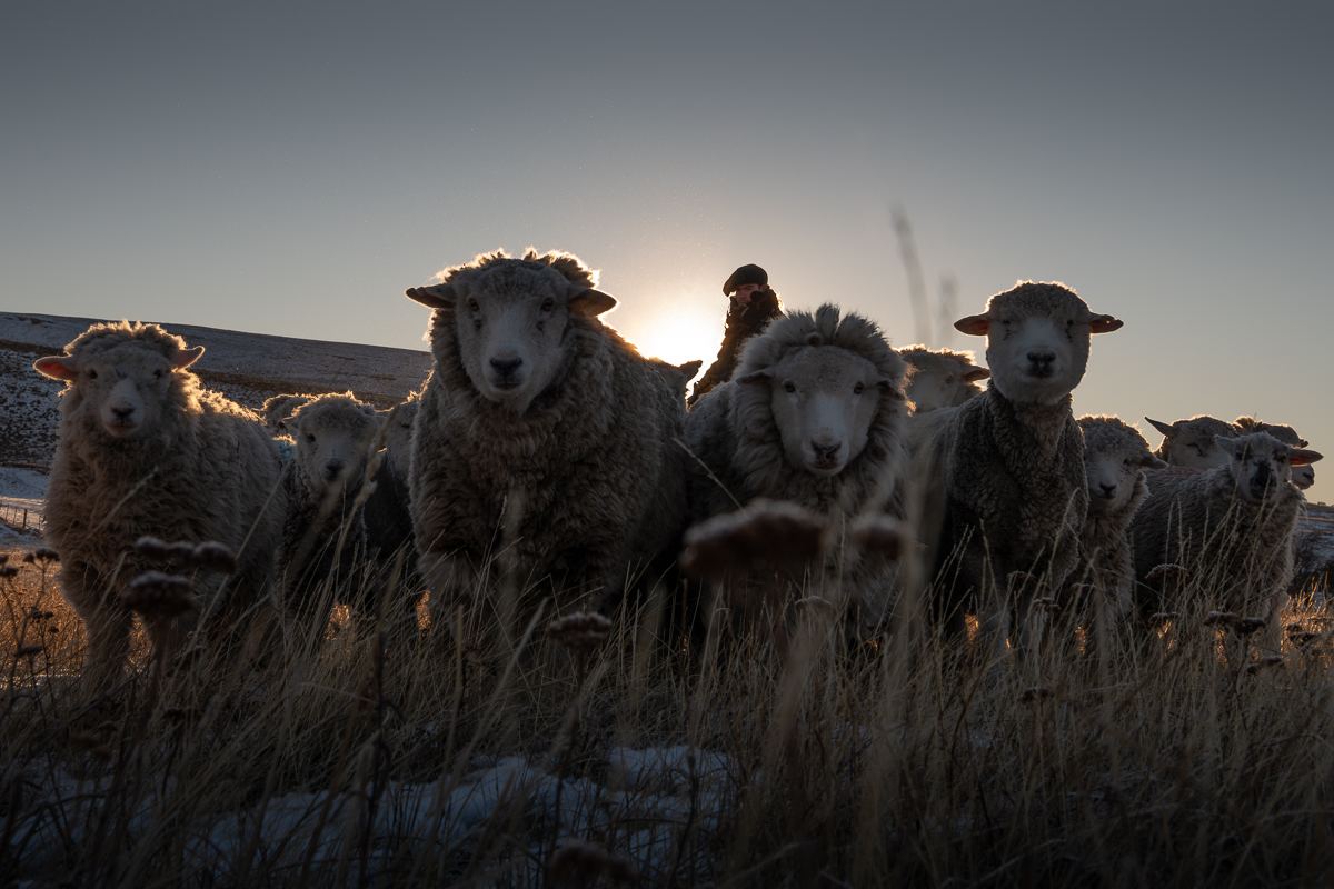 Mind the Sheep