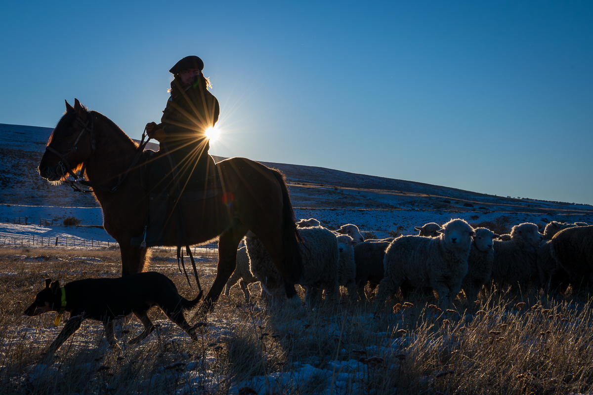 Early Morning Herd