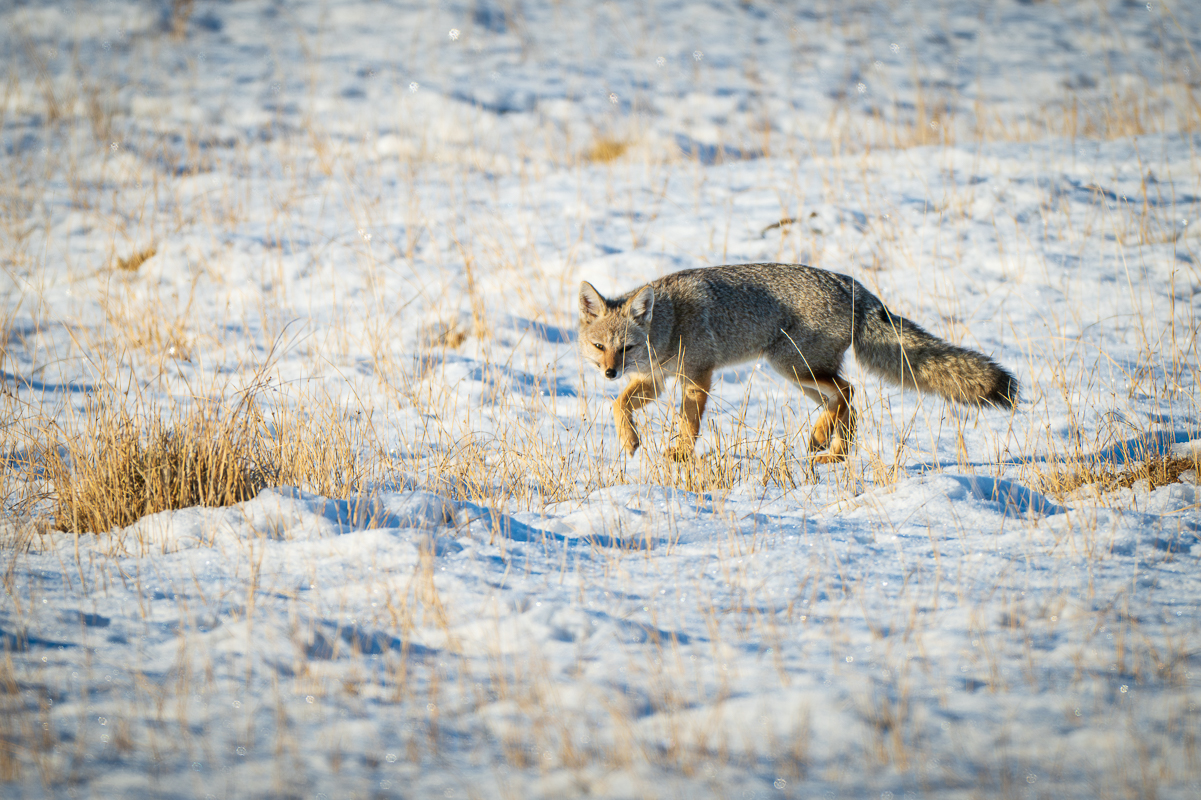 Gray Fox