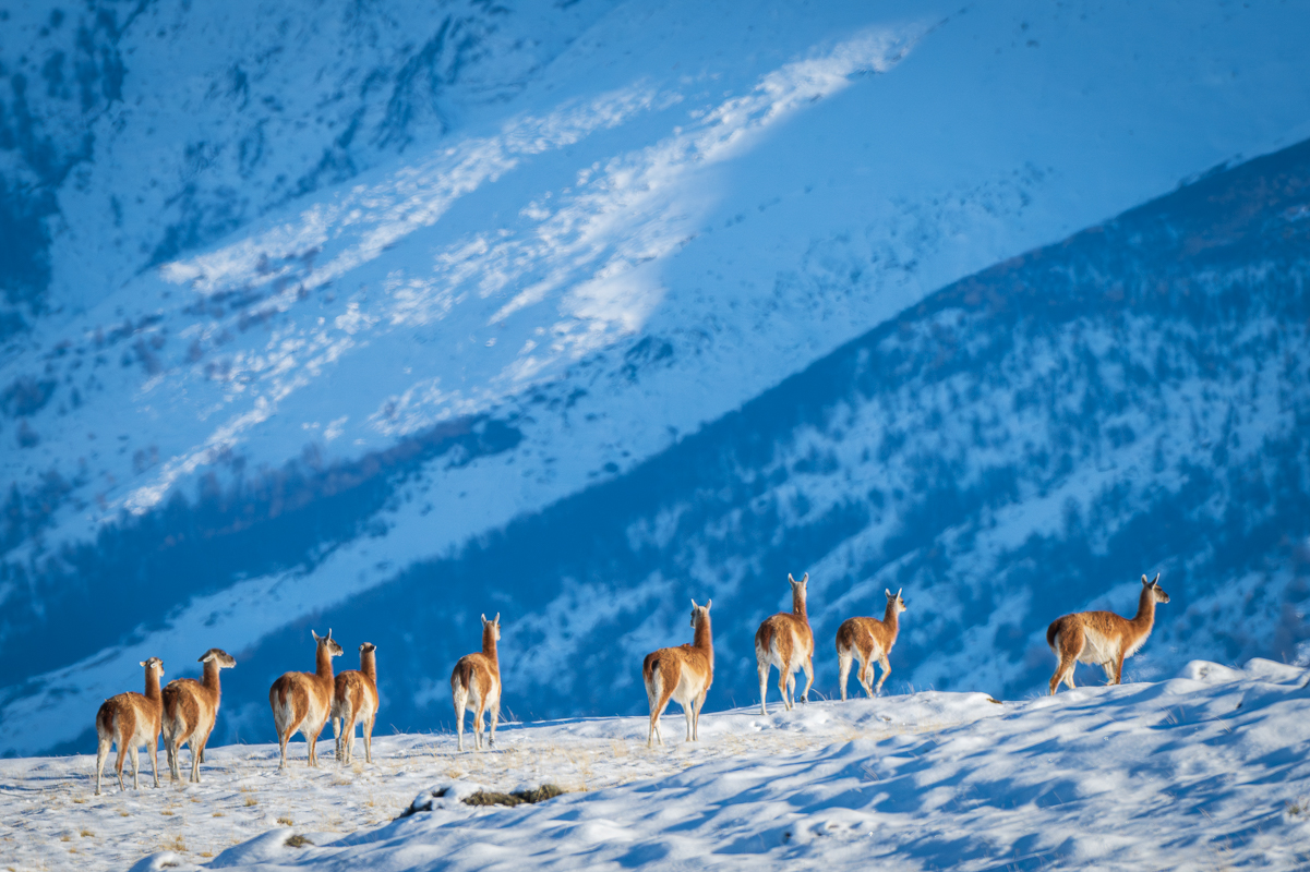 Guanacos