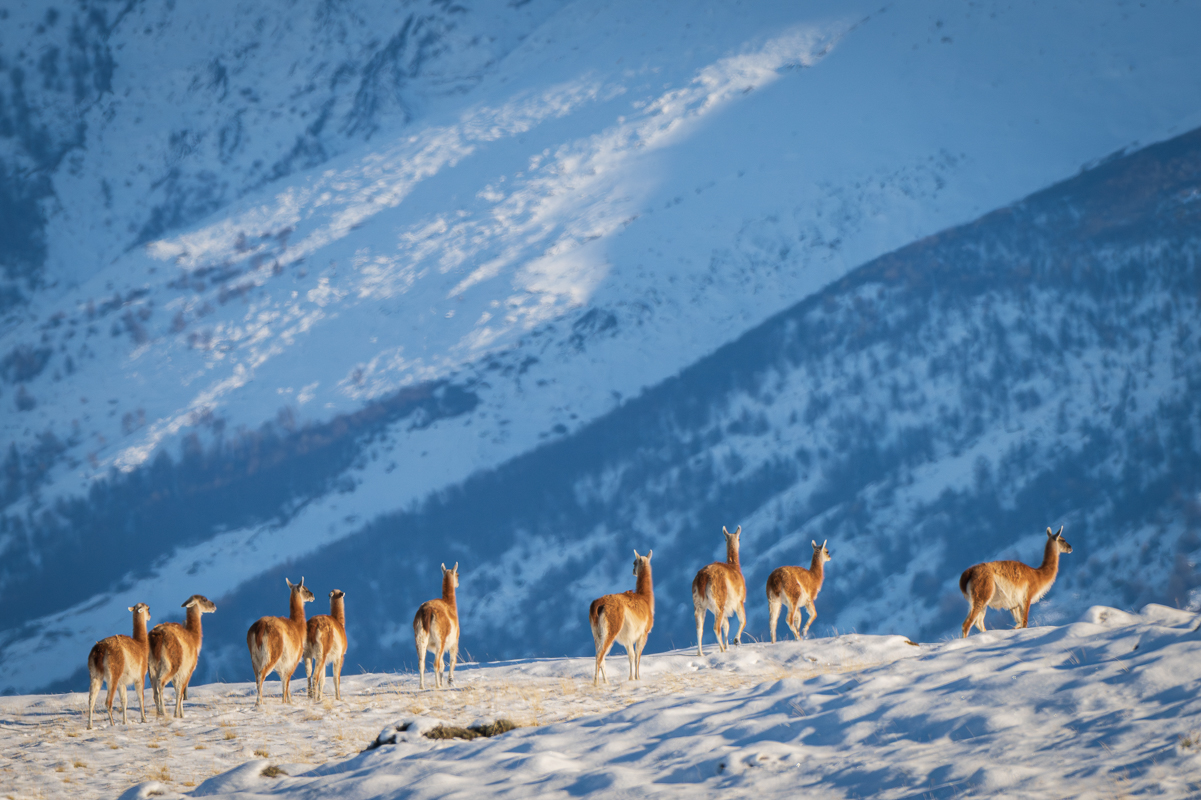 Guanacos