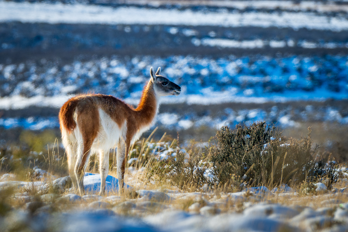 Guanaco