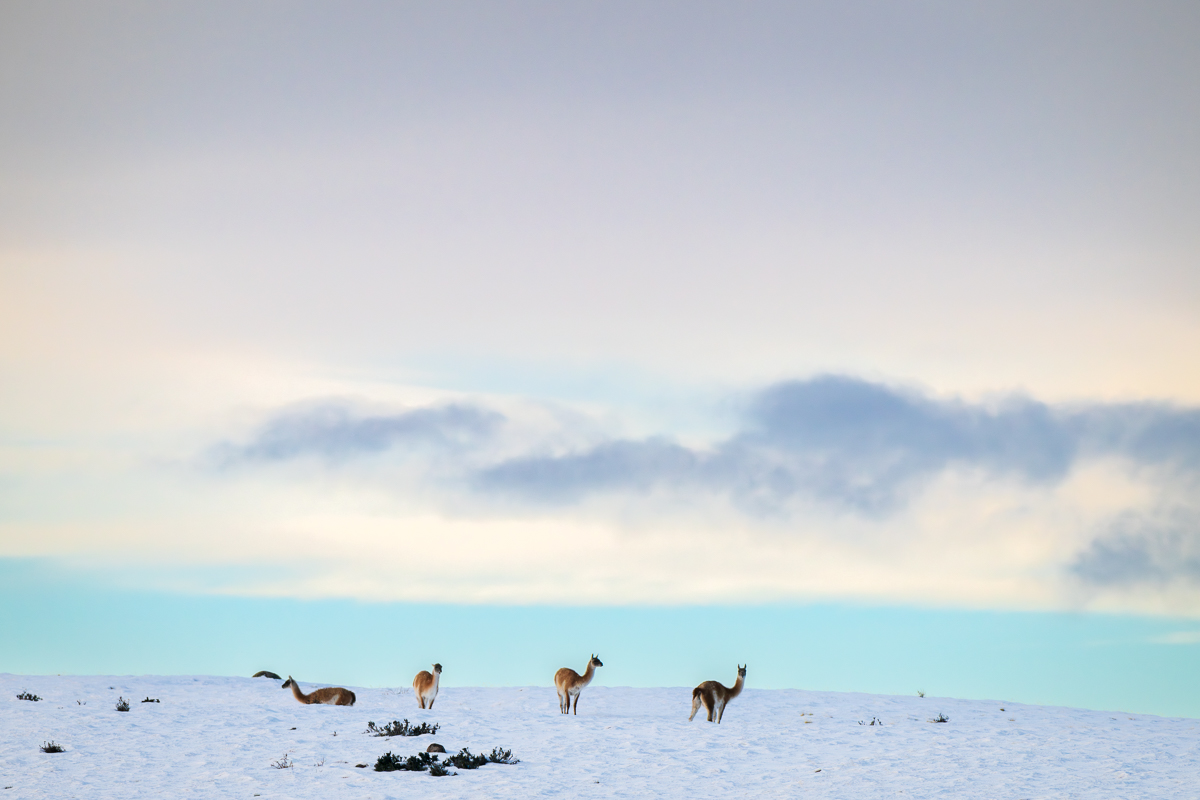 Sky Above Guanacos