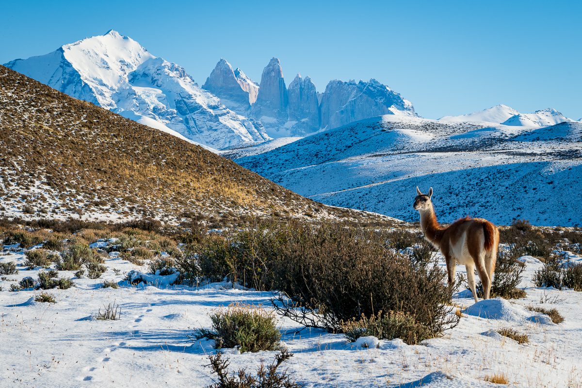 Guanaco