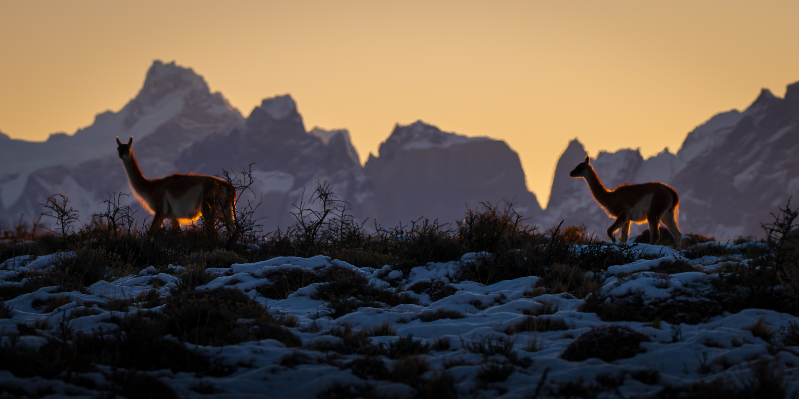 Guanacos at Sunset