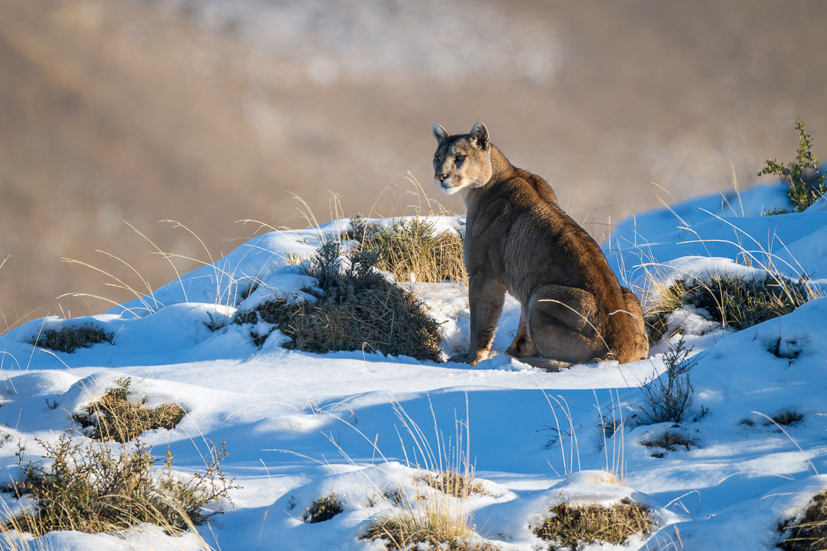 Petaca