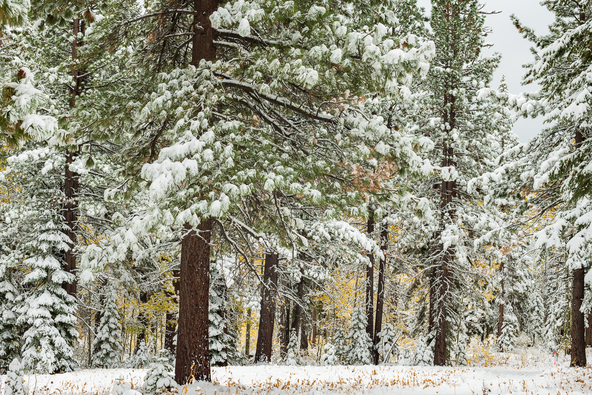 Seasons Changing