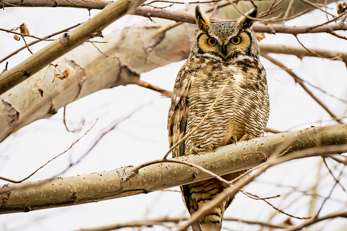 Great Horned Owl Sitting in a Tree
